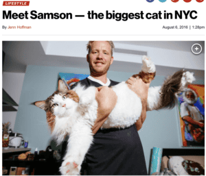 Samson Biggest Cat in NYC Jenn Hoffman Repotrter